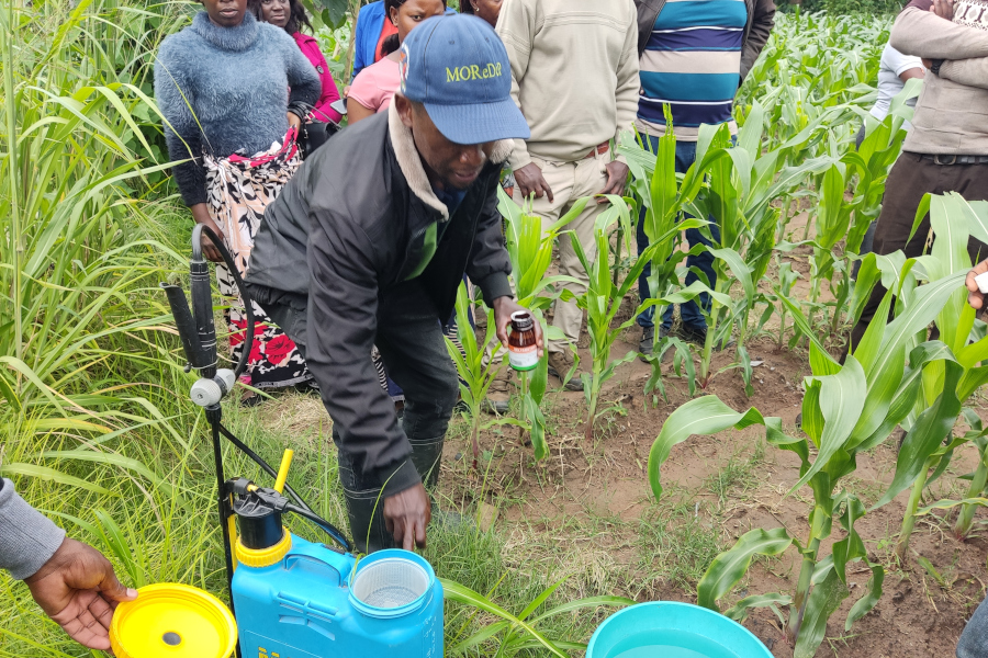 Farmers Urged To Be Alert To Potential Outbreak oF Armyworms