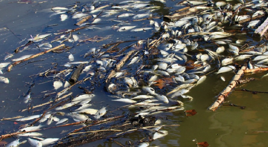 Kafue River Disaster Exposes Zambia&rsquo;s Bamako Convention Reporting Failures